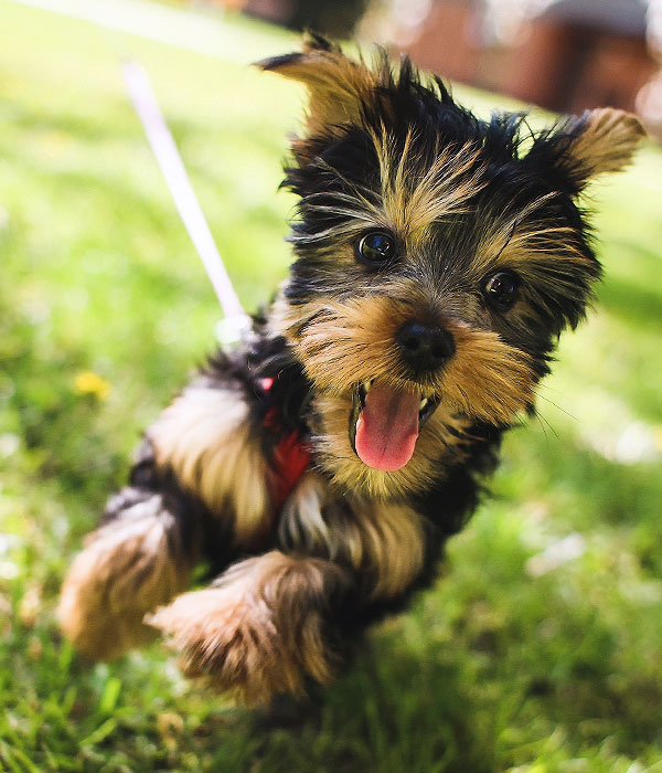 PRIME GOAL INTERNATIONAL MANPOWER INC. 